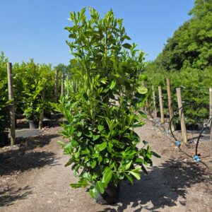 Laurel Hedging Plants 180-200cm (5'11"-6'5")