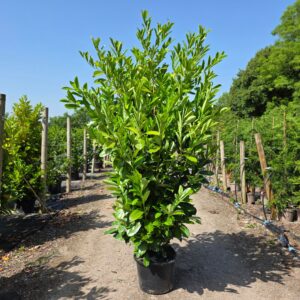 Laurel Hedging Plants 200-220cm (6'6"-7'3")