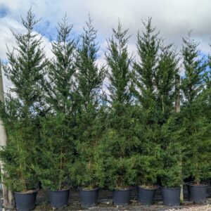 Leylandii  350-375cm (11'6"- 12'4")