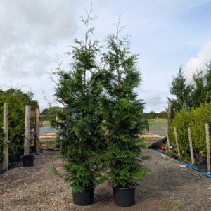 Thuja plicata (Western Red Cedar) 325-350cm (10'8"-11'6")