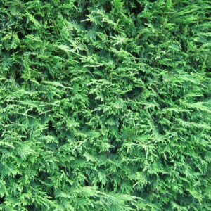 Leylandii  200-210cm (6'7"-6'11")