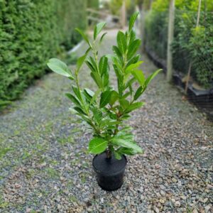 Laurel Hedging Plants 60-80cm (2'0"-2'8")