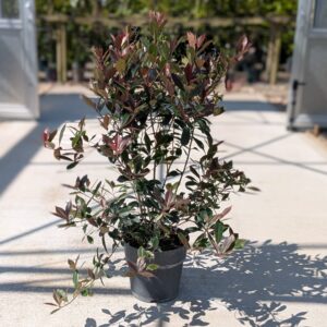 Photinia Carré Rouge 80-100cm (27"-3'3")
