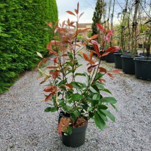 Photinia Red Robin 60-80cm (2'0"-2'7") - Multibuy discounts