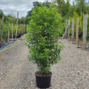 Portugal Laurel 150-175cm (4'11"-5'8")