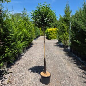 Portugal Laurel Trees 175-185cm (5'8"-6'2")