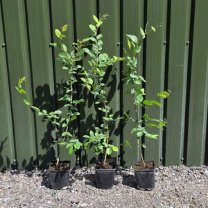 Hornbeam (Carpinus) 100-125cm (3'3"-4'2")