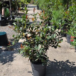 Photinia Carré Rouge 80-100cm (27"-3'3")