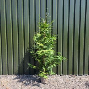 Thuja plicata 180-210cm (5'11"- 6'11")