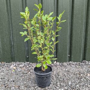 Griselinia littoralis 40-60cm (1'4"-1'11")