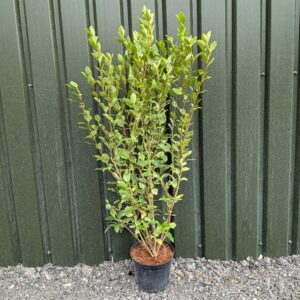 Griselinia littoralis 120-140cm (3'11"-4'2")