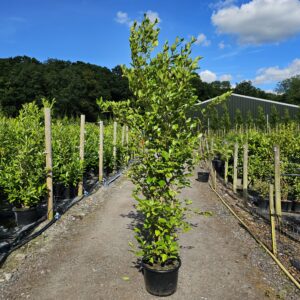 Griselinia littoralis 220-240cm (7'3"-7'10")