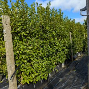 Griselinia littoralis 200-225cm tall | Instant Trough | 1 metre long