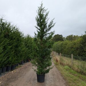 Leylandii 400-425cm (~13'0")