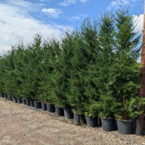 Leylandii  375-400cm (12'4"-13'0")