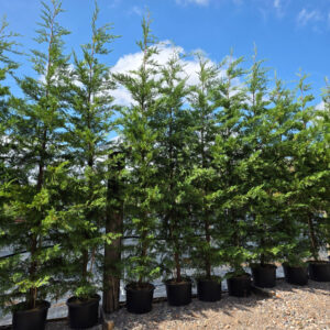 Leylandii (Green) 375-400cm (12'4"-13'2")