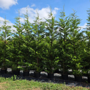 Leylandii (Green) 350-375cm (11'6"-12'3")