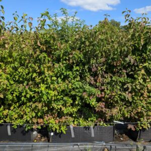 Mixed Native Hedging Trough 160-180cm (5'3"-5'11") | 100cm long