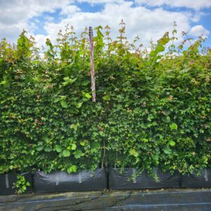 Mixed Native Hedging Trough 180-200cm (5'11"-6'5") | 100cm long