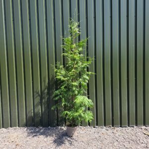 Thuja plicata 210-240cm 10 litre