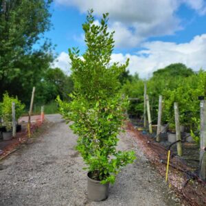 Griselinia littoralis 240-260cm (7'11"-8'5")
