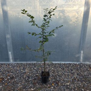 Hornbeam (Carpinus) 150-180cm (4'11"-5'11")
