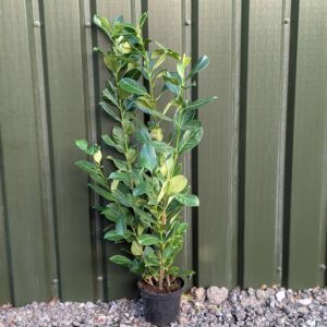 Laurel Hedging Plants 100-120cm (3'3"-3'11")