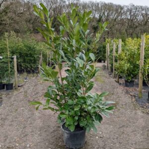 Laurel Hedging Plants 150-175cm (4'11"-5'8")